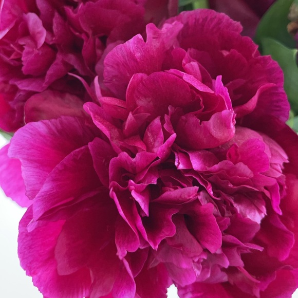 Meet your Posher, Maria - Picture 1 of 1